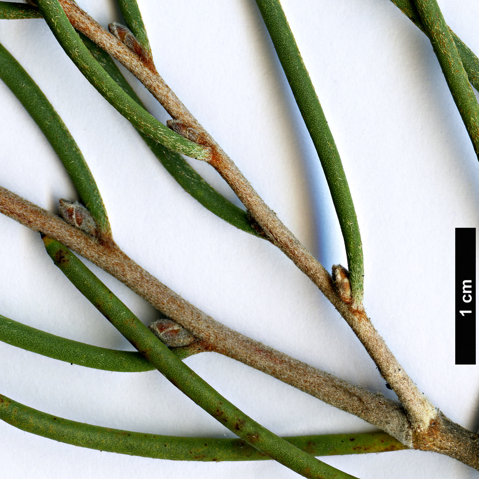 High resolution image: Family: Proteaceae - Genus: Hakea - Taxon: epiglottis - SpeciesSub: subsp. epiglottis